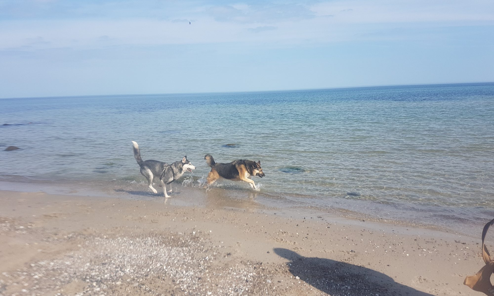 Ostsee Urlaub mit Hund in Dahme